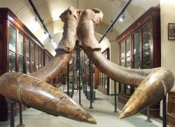 Riapre il museo paleontologico di Montevarchi